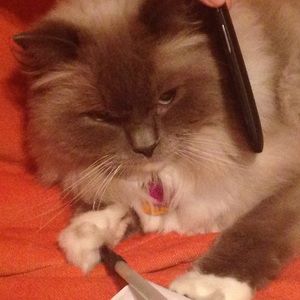 Meet your Posher, Emi